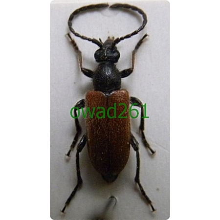 Pseudovadonia livida (Fabricius, 1776) Zmorsznik mały